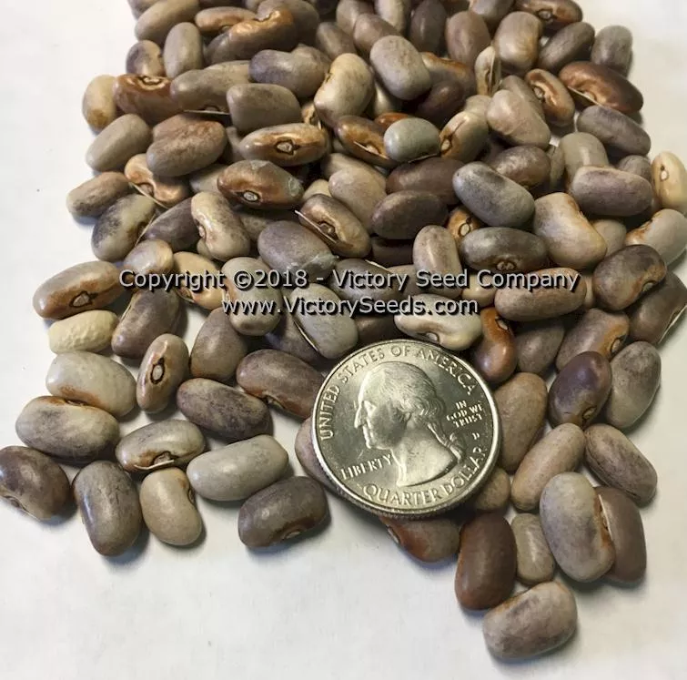Purple Dove Bush Garden Bean