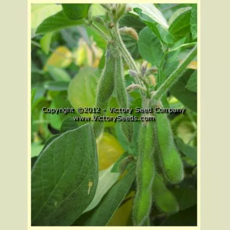 Jaune de Desme Soybean