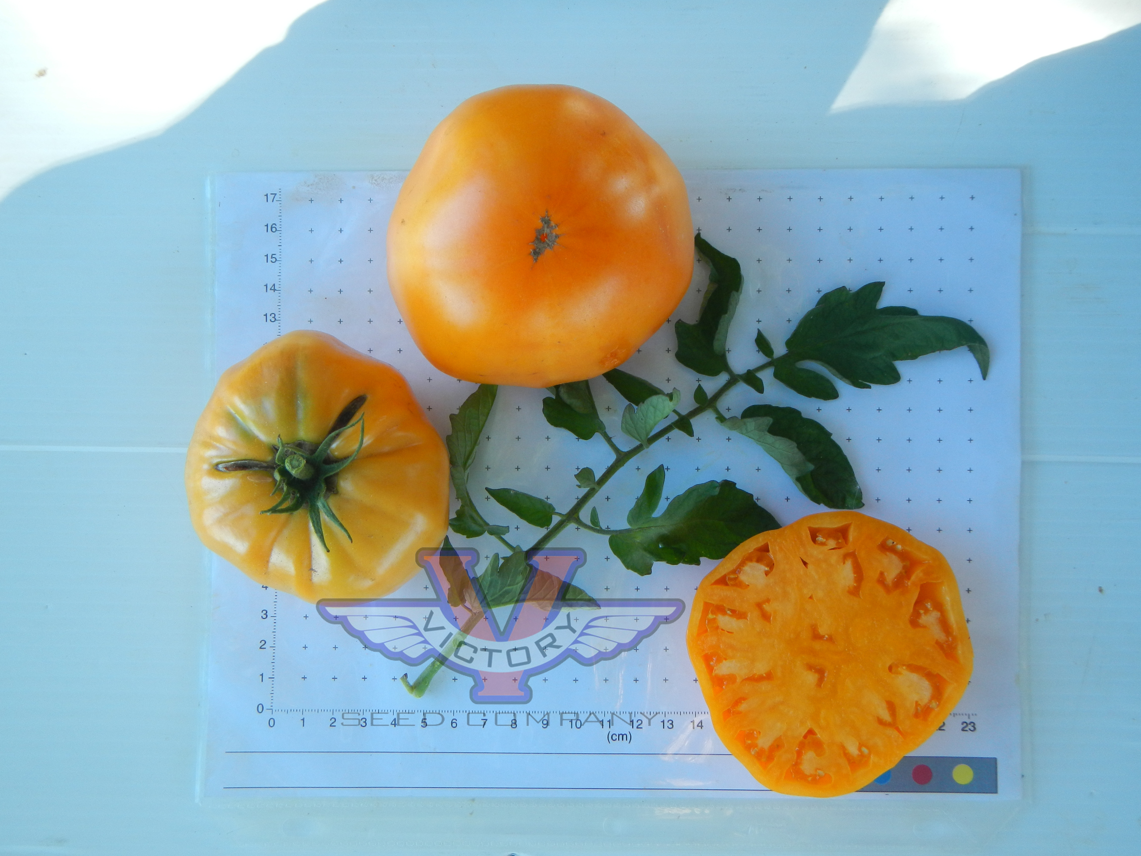 Potato Leaf Yellow Tomato