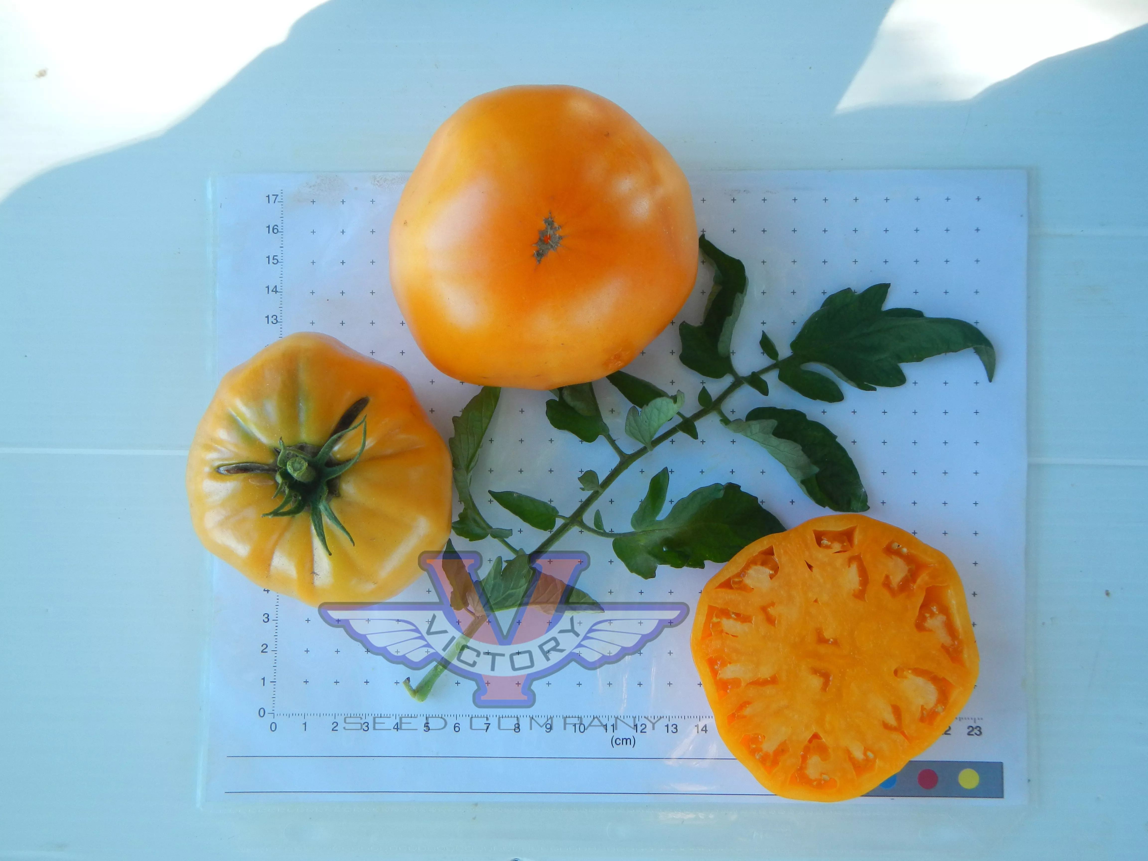 Potato Leaf Yellow Tomato