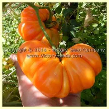 Golden Accordion Tomato