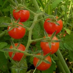Everglades Tomato
