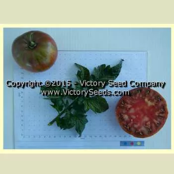 Fred's Tie Dye Tomato