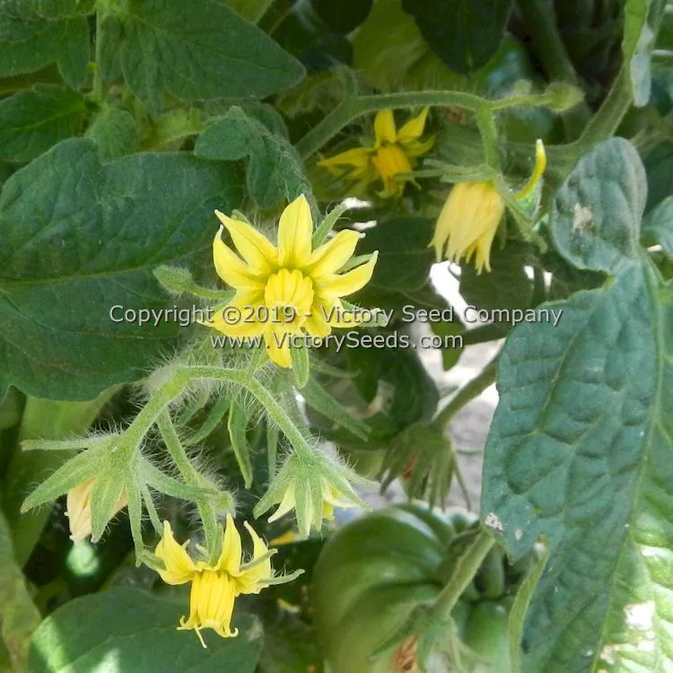 Waverley Tomato