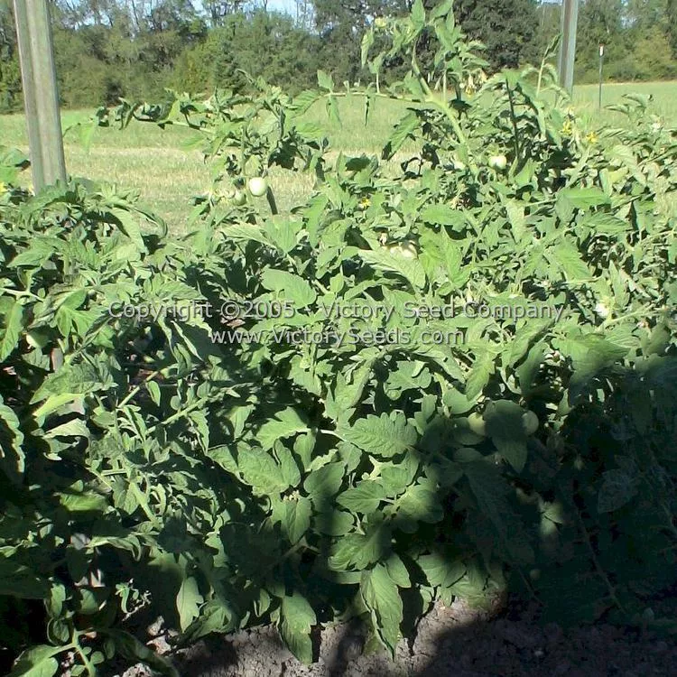 Legend Tomato