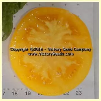Barossa Fest Tomato