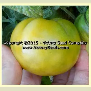 Dwarf Kelly Green Tomato