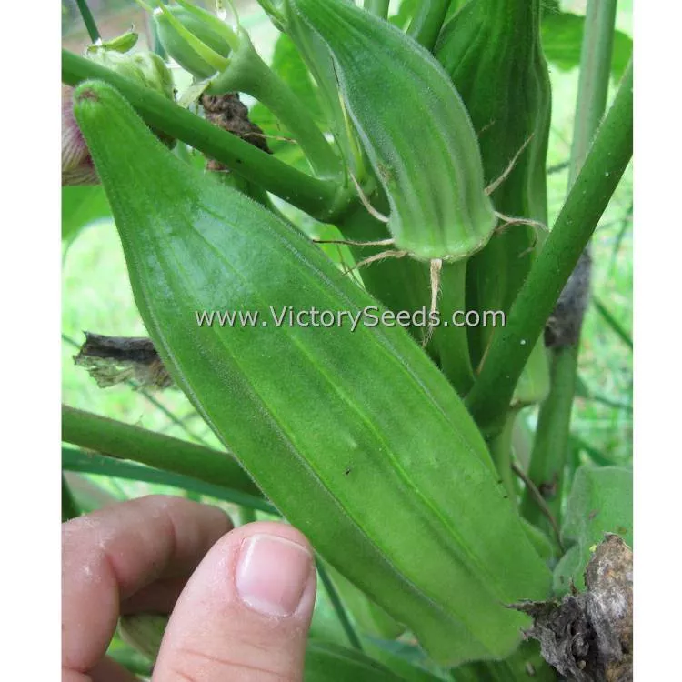 Chubby Okra