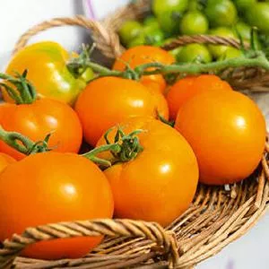 Mountain Gold Tomato