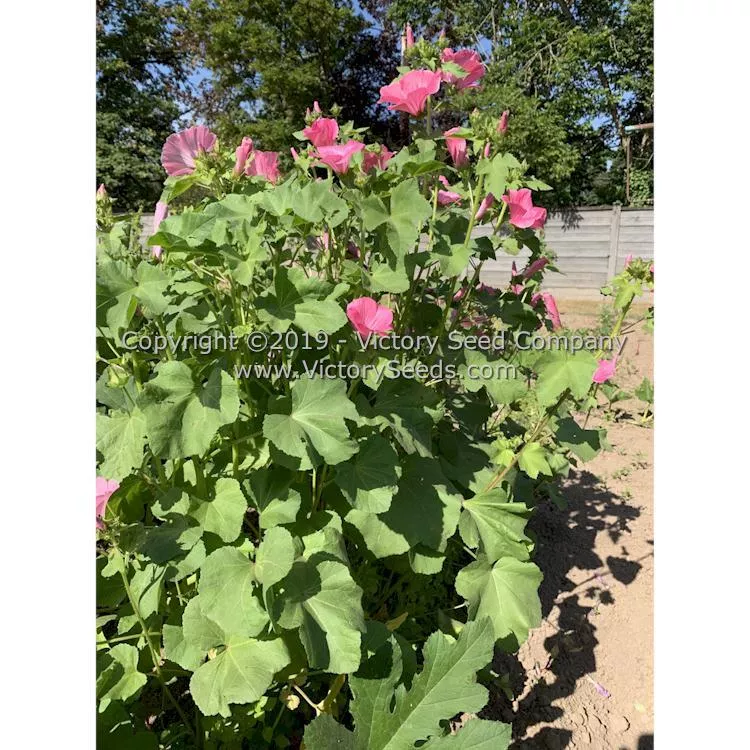 Tree Mallow