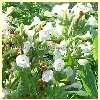 Shirazi Tobacco