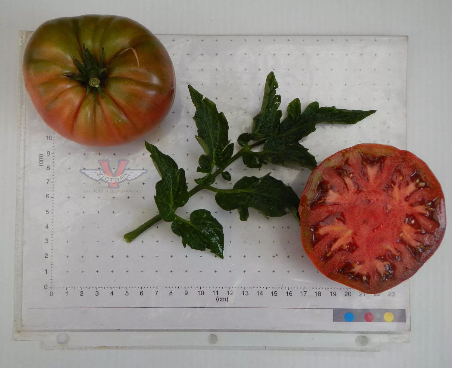 Boronia Tomato