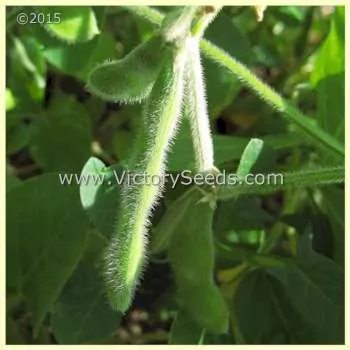 Ozzie Soybean