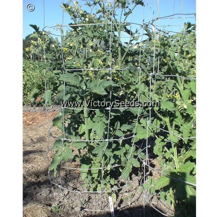 Lime Green Salad Tomato