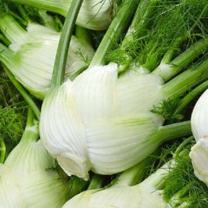 Fennel, Florence