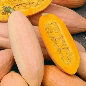 Pink Banana Jumbo - Winter Squash