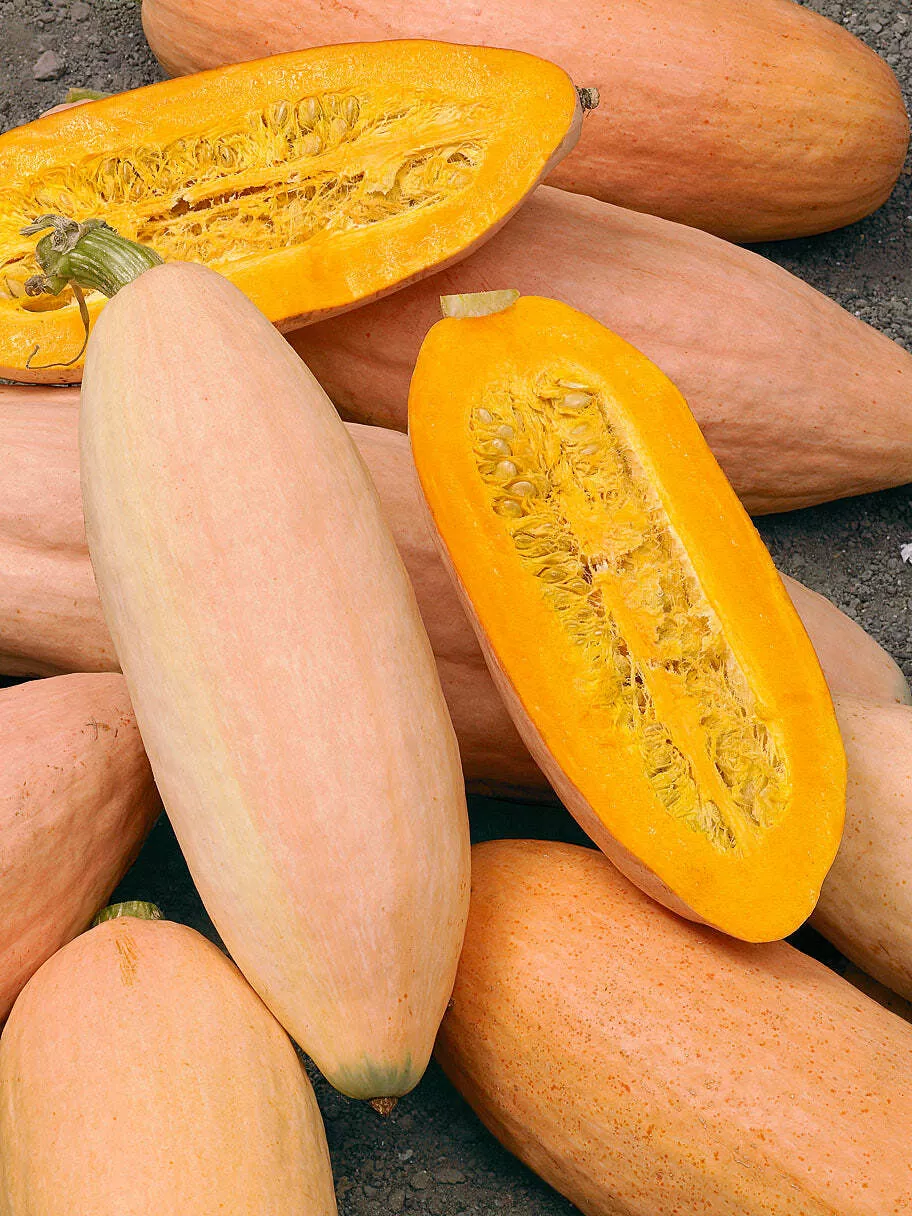 Pink Banana Jumbo - Winter Squash