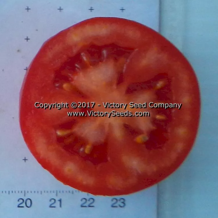 Salsa Tomato