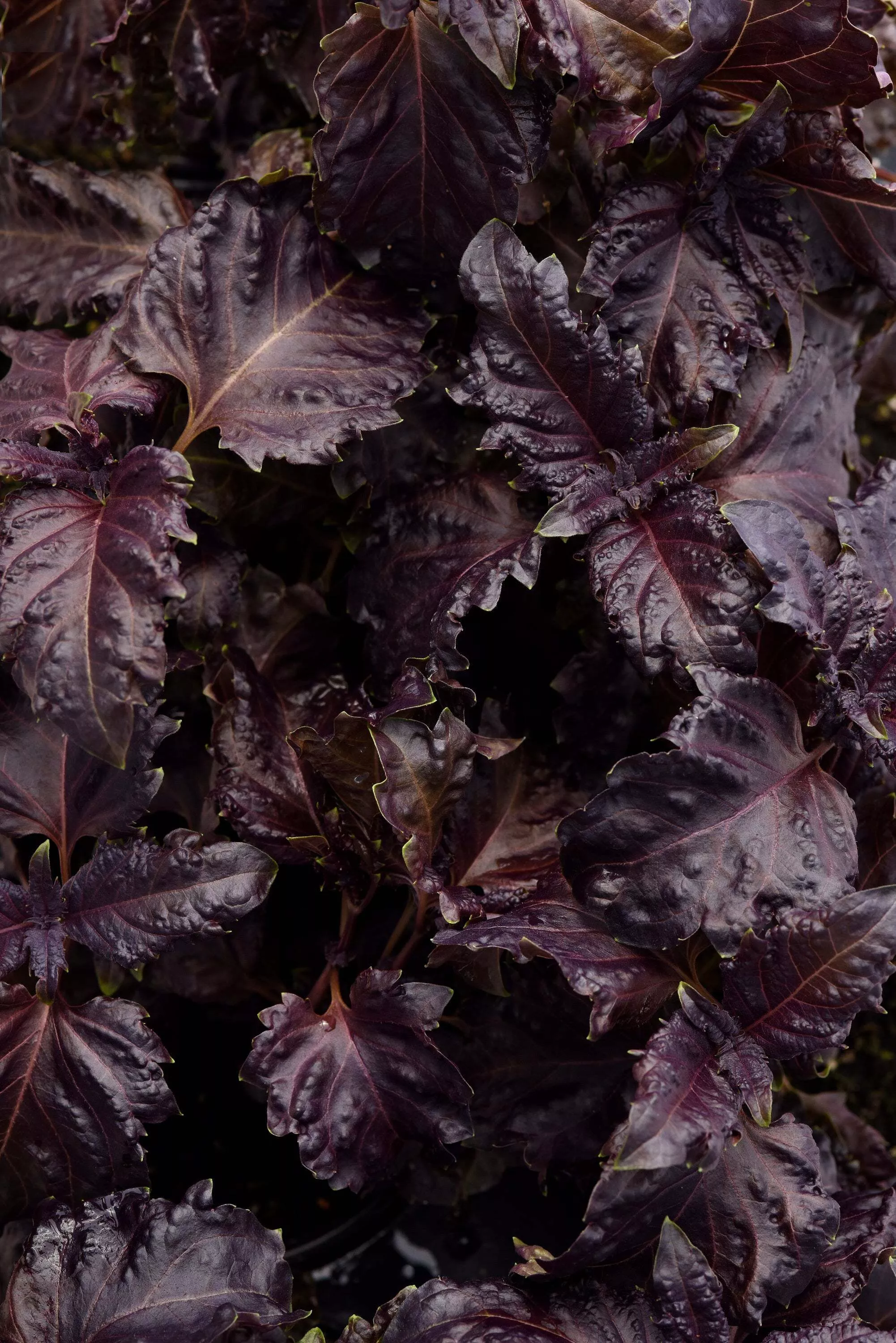 Basil, Purple Ruffles