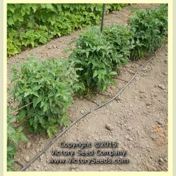 Dwarf Kelly Green Tomato