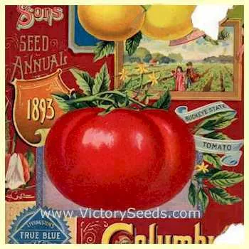 Buckeye State Tomato