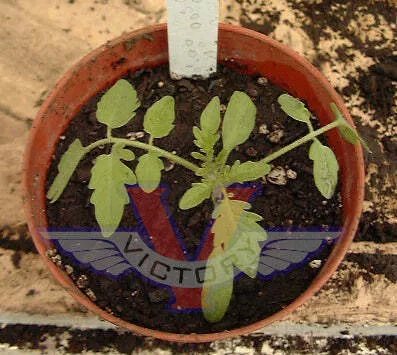 Mexico Midget Tomato