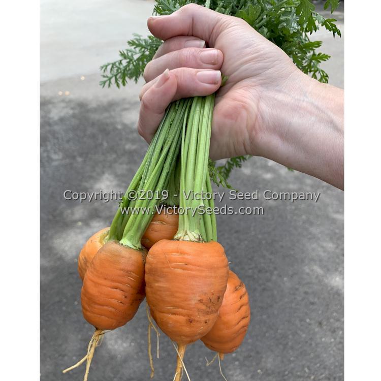 Oxheart Carrot