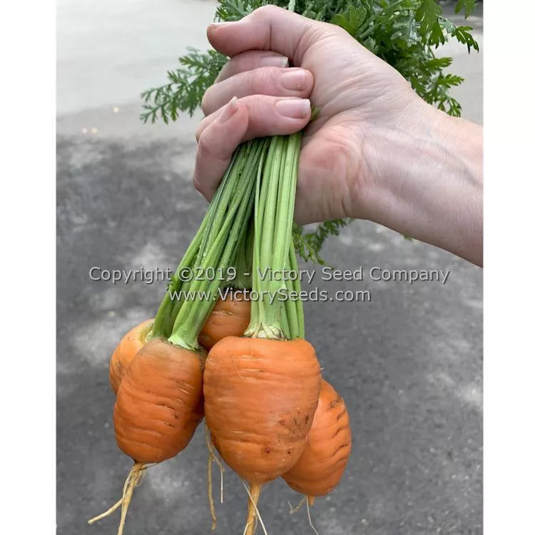 Oxheart Carrot