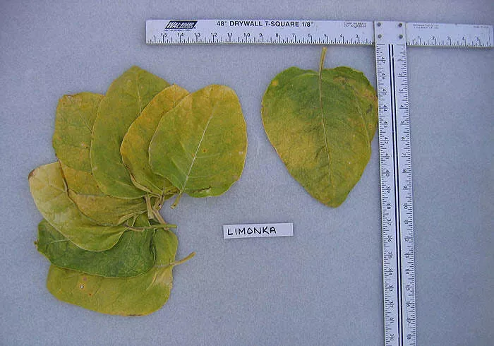 Limonka Rustica (Lemon) Tobacco