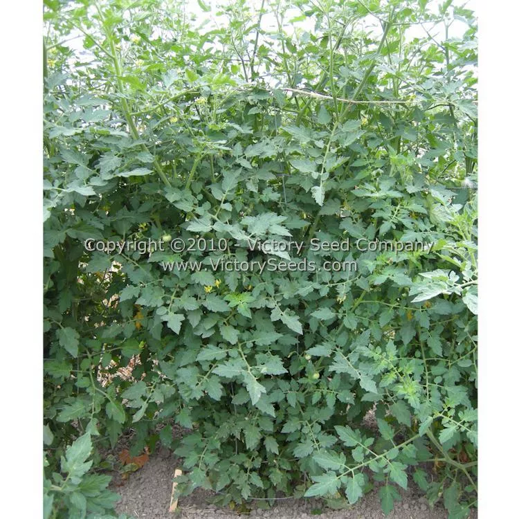 Garden Peach Tomato