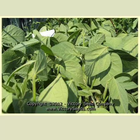 Kodaizu Soybean