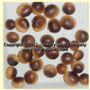 Cha Kura Kake Soybean