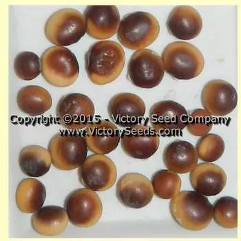 Cha Kura Kake Soybean