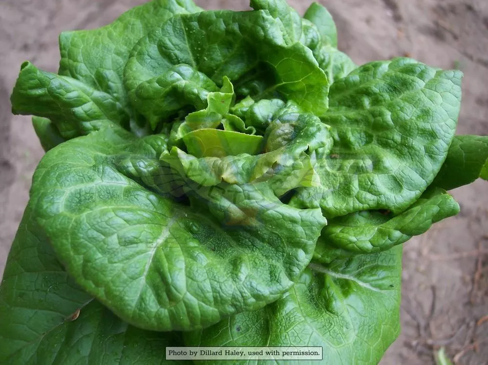 Bibb Lettuce