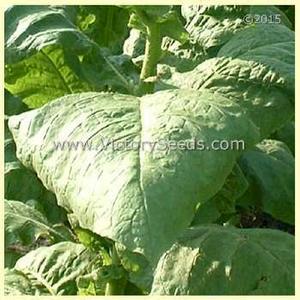 Southern Beauty Tobacco