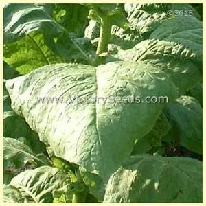 Southern Beauty Tobacco