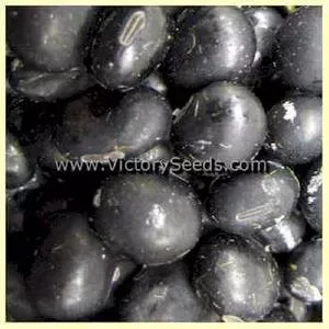 Dieckman Black Soybean