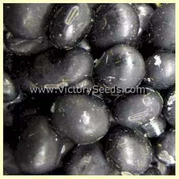 Dieckman Black Soybean