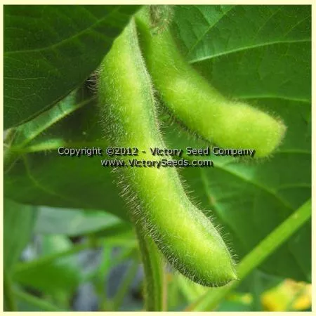 Musan-1 Soybean