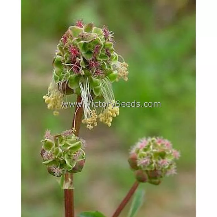 Salad Burnet