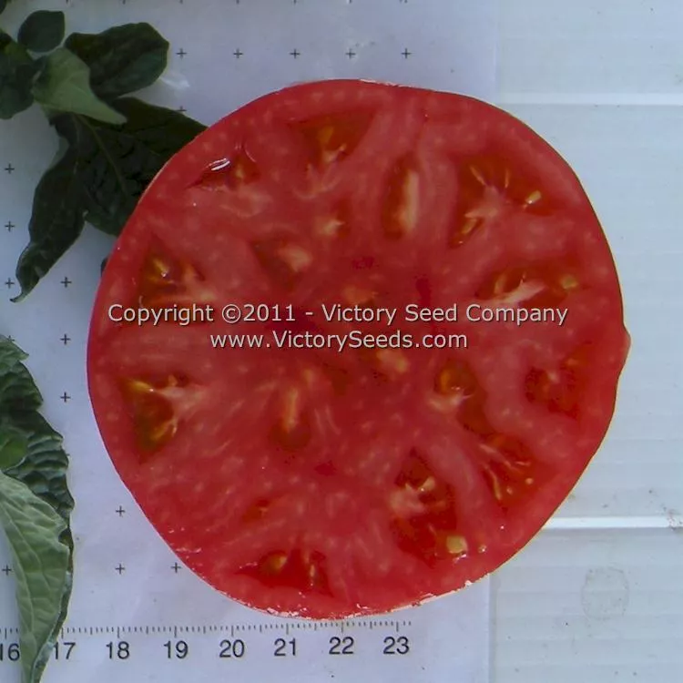 New Big Dwarf Tomato