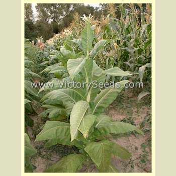 Warner Tobacco