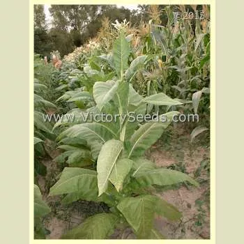 Warner Tobacco