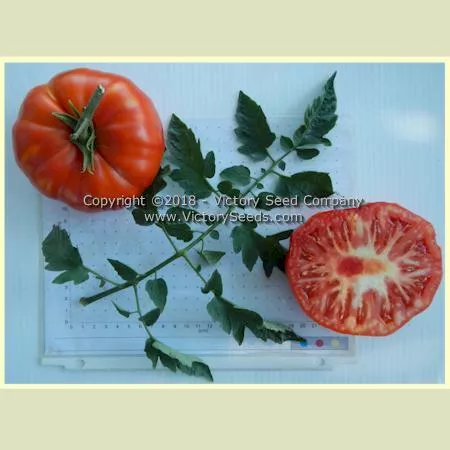 Early Santa Clara Canner Tomato