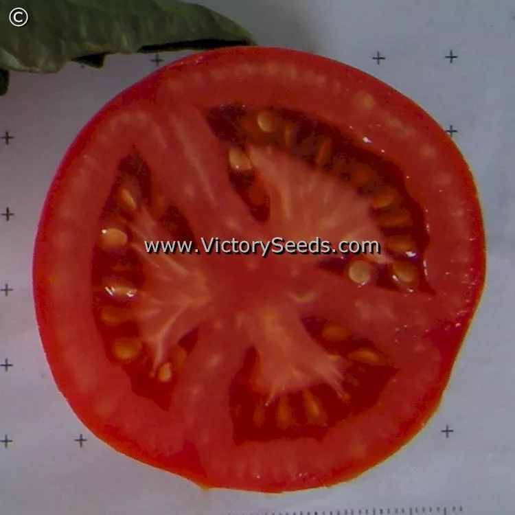 Siberia Tomato