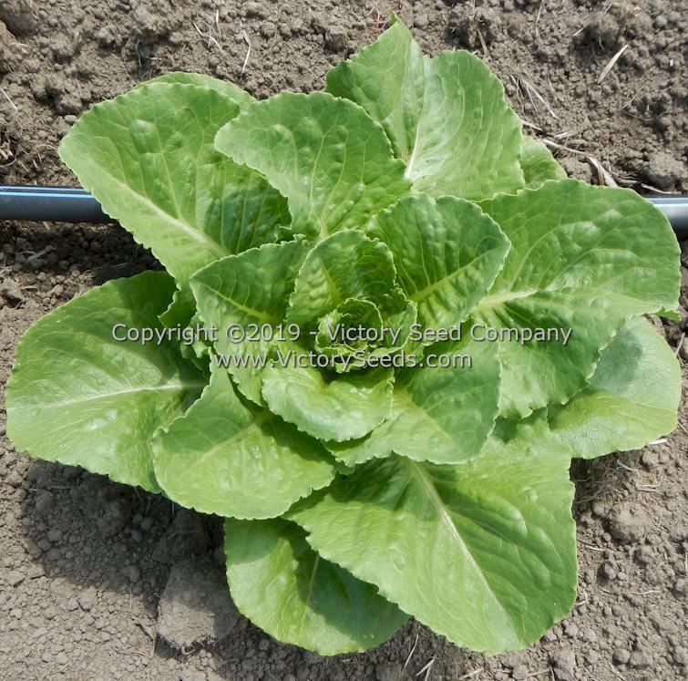 Parris Island Cos Romaine Lettuce