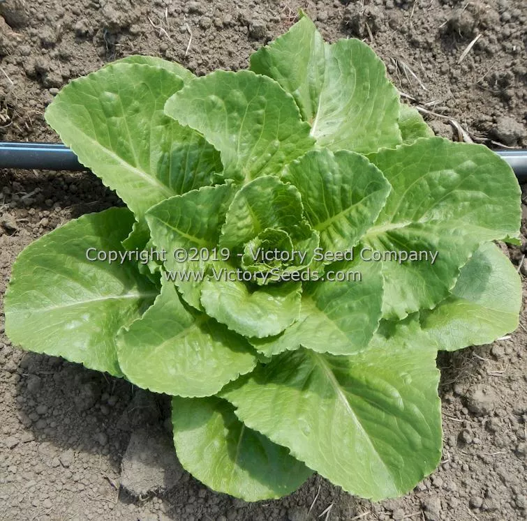 Parris Island Cos Romaine Lettuce