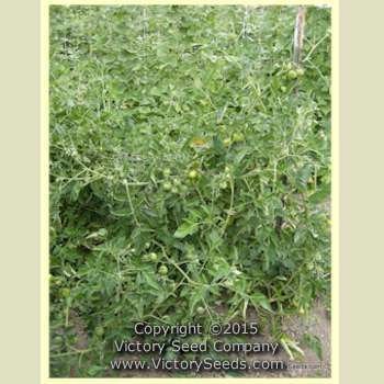 Livingston's Potato Leaf Tomato