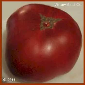 Tasmanian Chocolate Tomato