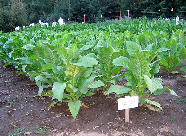 Gold Leaf 939 Tobacco